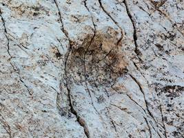 Paläontologie: Stilfserjoch: Tausende Dinosaurier-Spuren in Norditalien entdeckt