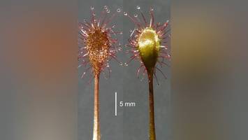 Bayern: Neue fleischfressende Pflanze entdeckt – ihr Ursprung überrascht