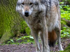 Naturschutz: Der Wolf steht jetzt auf der Abschussliste