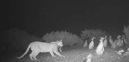 Warum Pumas in Patagonien auch Pinguine jagen