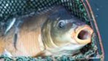 Kriminalität: 200 Kilogramm Karpfen und zehn Weihnachtsbäume gestohlen