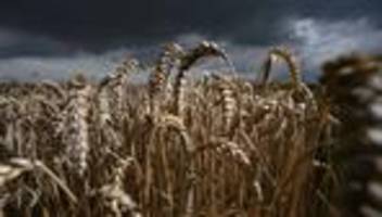 Landwirtschaft: Ernte 2026: Bauern setzen auf weniger Winterfrüchte