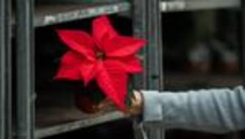 Statistik: Weihnachtsstern bleibt Spitzenreiter bei Zimmerpflanzen