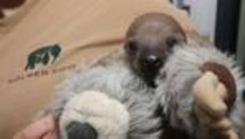 Süßer Nachwuchs: Zoo freut sich über ungewöhnlich quirliges Faultier-Baby