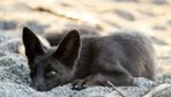 Tierrettung: Silberfüchse aus übler Haltung in Dithmarschen gerettet