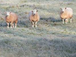temperaturen im sturzflug: der winter reißt sich endlich zusammen