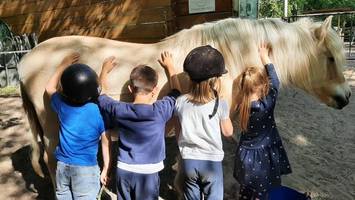 bauwagen und koppelzäune: pferdetherapie-verein braucht umzugshilfe
