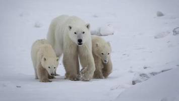 außergewöhnliche entdeckung: eisbärin adoptiert fremdes jungtier