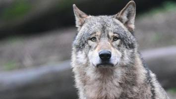 ein jahr im zeichen des wolfs: wie das wildtier den norden verändert