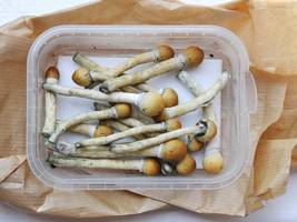 Depressionen: „Psilocybin kann bei manchen Patienten mit Depressionen sehr wirkungsvoll sein“