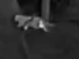 wolf oder hund?: labor gibt entwarnung zu großkatzen-alarm