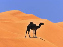 klimaschutz: wie oman deutschlands stahlindustrie helfen kann