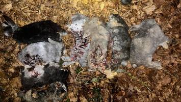 Tierquälerei: Frau entdeckt tote Kaninchen und halbtoten Hahn in Schulwald