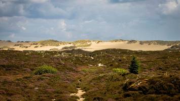 Landwirtschaftsfläche auf Sylt für 131.000 Euro versteigert