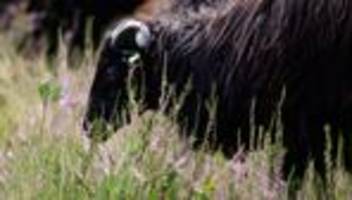 Natur: Lüneburger Heide zur Weidelandschaft des Jahres 2026 ernannt