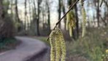 Pollenflug: Rote Augen unter dem Weihnachtsbaum? Pollenflug beginnt früh