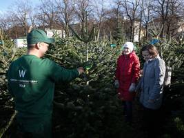 Christbaumverkauf auf der Theresienwiese: Mehr als Tausend Tannen warten noch auf Käufer
