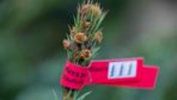 Weihnachten: Weihnachtsbäume als begehrtes Diebesgut