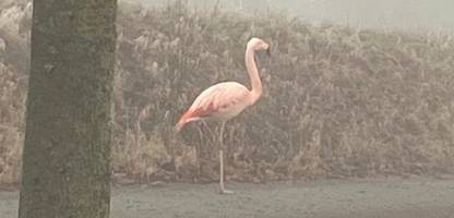 Baden-Württemberg: Wilder Flamingo bei Ulm entdeckt