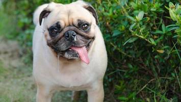 hundesabber als glücksbringer? neue studie mit überraschendem ergebnis