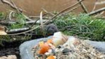 Tierpark Hellabrunn: Nachwuchs bei seltenen Kurzohrmäusen