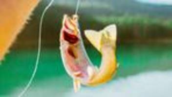 gefahr durch fischgräten: tod durch gräte