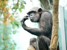 verhaltensbiologie: schimpansen verhandeln wie menschen