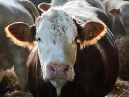 Handelsstreit mit Brüssel: Peking verhängt vorläufige Zölle auf EU-Milchprodukte