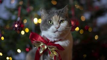 Kampfansage an den Weihnachtsbaum? So halten Sie ihre Katze fern