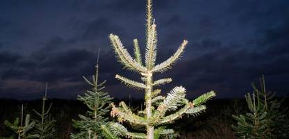 Dänemark: Wie Klimawandel und Globalisierung dem Weihnachtsbaum zu schaffen machen