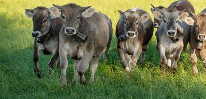 eu-milchwirtschaft: china verhängt strafzölle auf eu-milchprodukte