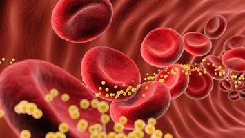 Zu hohes Cholesterin: Darum gelten unterschiedliche Grenzwerte