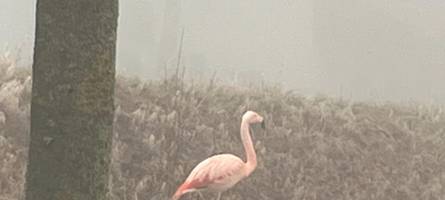 Flamingo-Alarm in Ermingen: Ist der „Günzburger“ jetzt nach Ulm gezogen?
