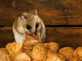 Gesundheit: Woher der Winterspeck kommt