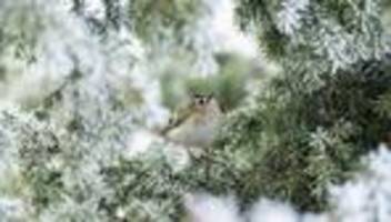 Aussichten: Frostige Weihnachtstage, aber kaum Aussicht auf Schnee