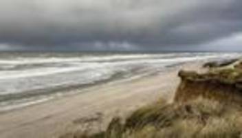 Goldafter-Raupen auf Sylt: Goldene Hintern auf Sylt