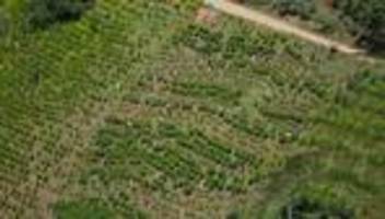 Kampf gegen Drogen: Kolumbien nimmt Koka-Vernichtung mit Glyphosat wieder auf