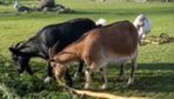 Streit um Kosten: Gericht entscheidet nach Ziegen-Unfall im Streichelgehege