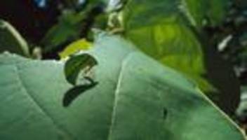 Ökokatastrophe: Lob der kleinen Schritte