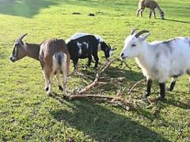 Gericht weist Klage ab: Tierpark muss nach Ziegen-Unfall kein Geld an Krankenkasse zahlen