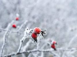 Mit Schnee, aber auch Eiseskälte: Uns erwartet das kälteste Weihnachtsfest seit 15 Jahren