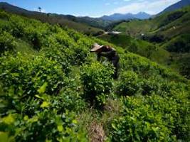 nach us-drohungen: kolumbien vernichtet koka-plantagen wieder mit glyphosat