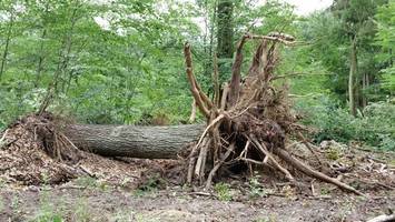 Sieben Monate nach dem Sturm: Reinickendorf hat fertig aufgeräumt