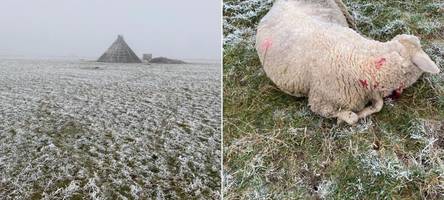 Schon wieder tote Schafe in Oberegg: War es der Wolf?