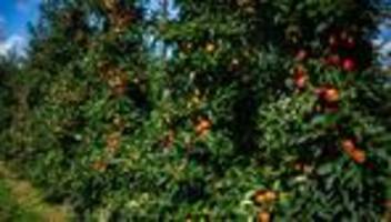 Apfelernte: Reiches Apfeljahr im Alten Land - Preise niedrig