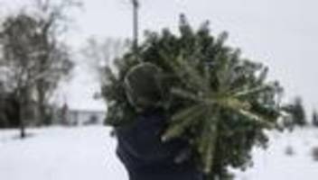 Heiligabend in Ostfriesland: Diebe wollen Tannenbaum von Weihnachtsmarkt stehlen