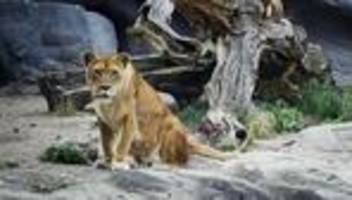 museumsbesuche: im zoo der kunst