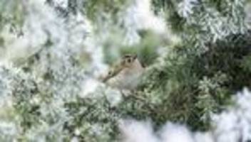 Wetterprognose: Kälteste Weihnachten seit Jahren erwartet