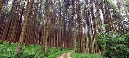 Wie ein Schwein und Bier eine Stadt vor dem Untergang retteten: Kennen Sie diese schwäbischen Legenden?