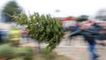 Oh, Tannenbaum!: Lausitzer werfen Weihnachtsbäume - und zwar weit